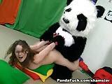 Panda zalicza kolejna suczke